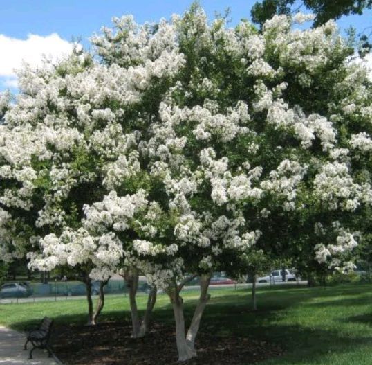 Liliac Indian (Alb )