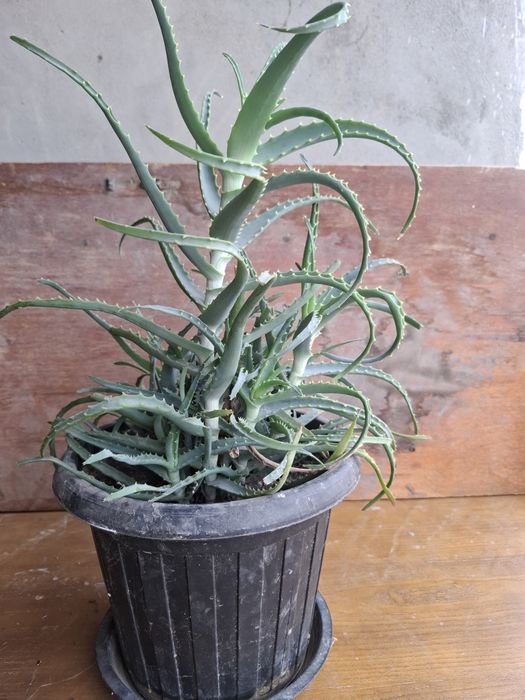 Продам комнатные цветы