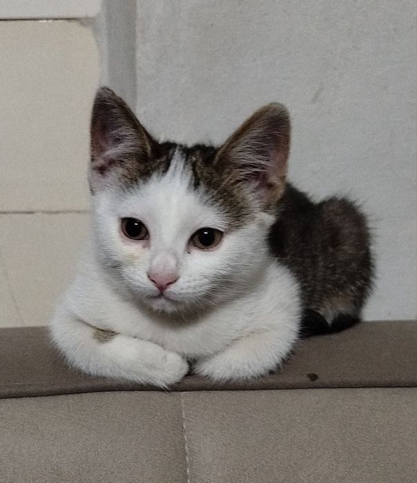 Котенок Мушук боласи