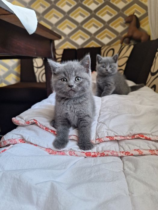 Британска късокосместа