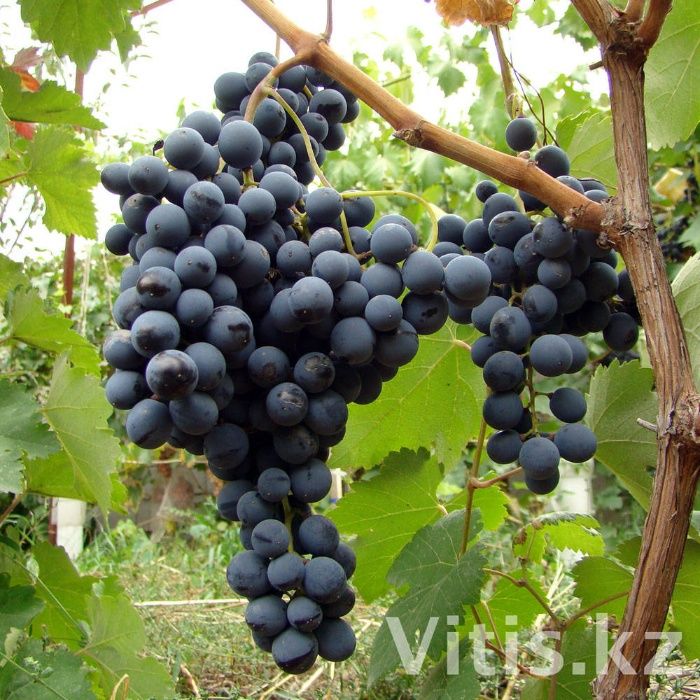 Саженцы винограда винных (технических) сортов.