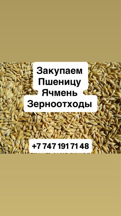 Закупаем ячмень, зерноотходы, пшеницу Дорого