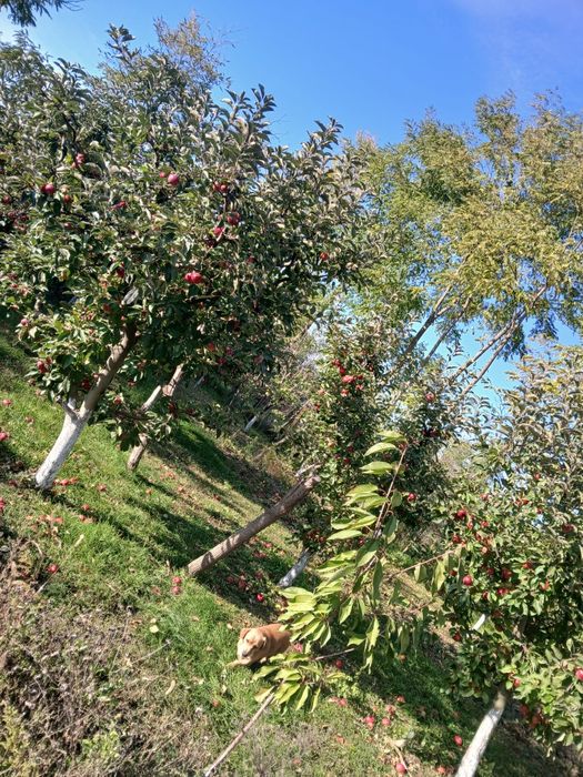 Vând mere diverse soiuri