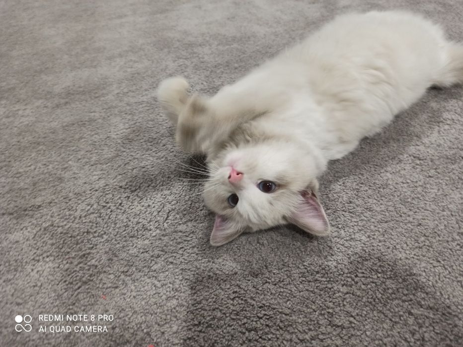 Toza o'g'il bola Regdoll mushugi