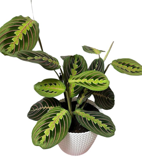 Planta maranta care se roaga pentru casa