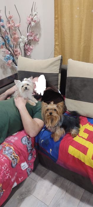 Йорки. Прекрасни представители на породата