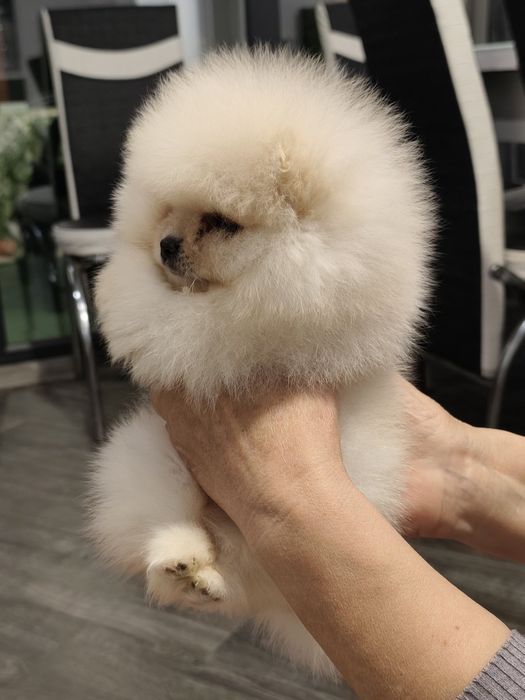 Мъжки померанчета