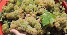 Struguri de vin feteasca