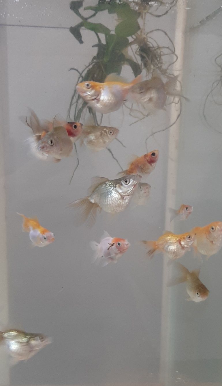 Золотые рыбки (маленькие)