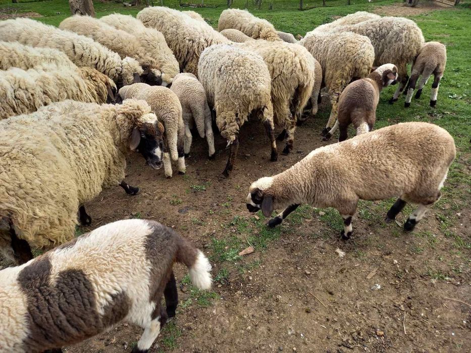 Овце 400 лв за брой и агнета - 12 лв/кг