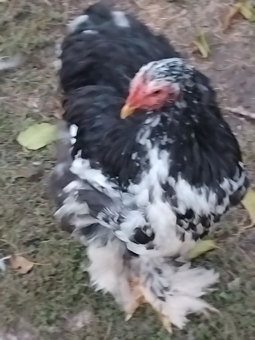 Tineret cochinchina între 5 și 6 luni