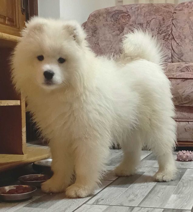 Catel Samoyed pedigree A