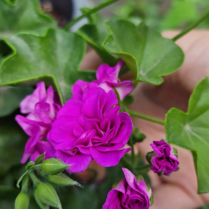 Пеларгонии в городе Абай