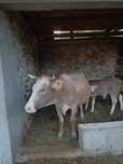 Vaca și vițel de vânzare