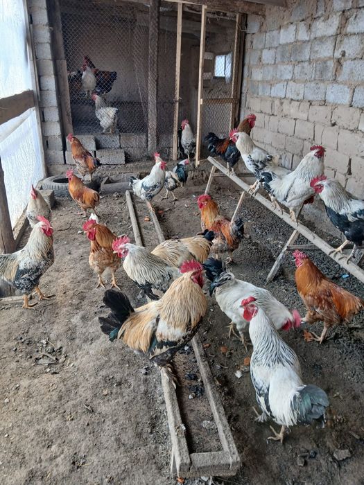 Қораздар сатылады