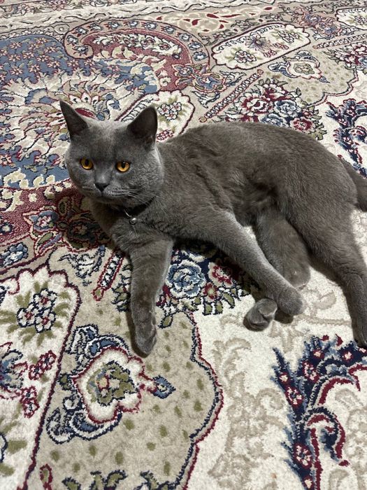 Цвет серы один год знает латок