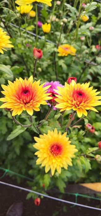 Vand crizanteme zembla