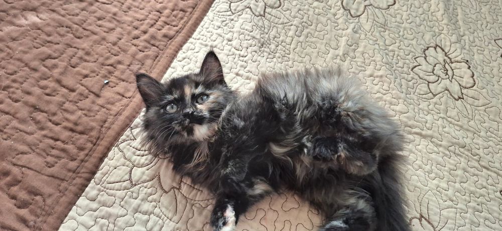 котенок девочка!