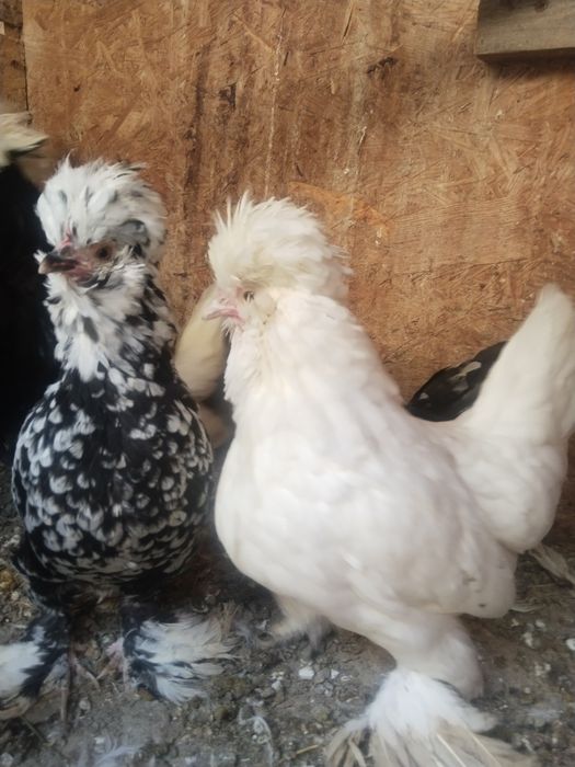 Султанка две курочки .