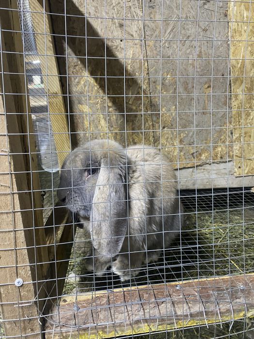 Крол. Кролик. Коян. Французский баран. Продаю кроликов