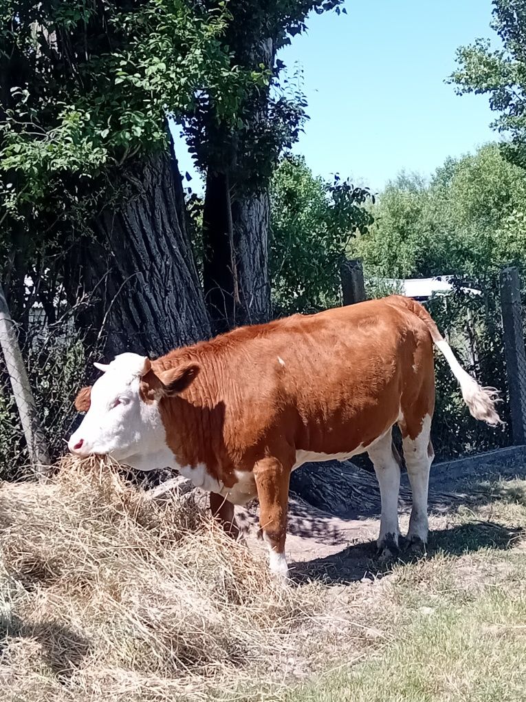 Vând vitea balțată