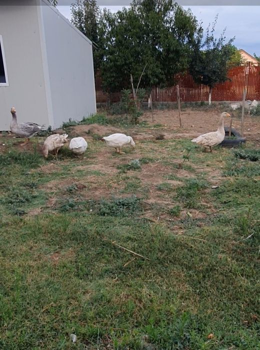 Gaste tula ( luptătoare) ,