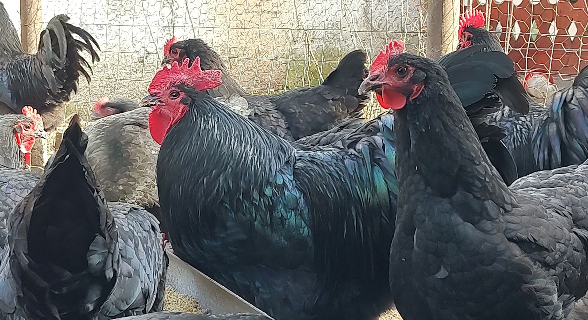 Ouă incubat Australorp negru