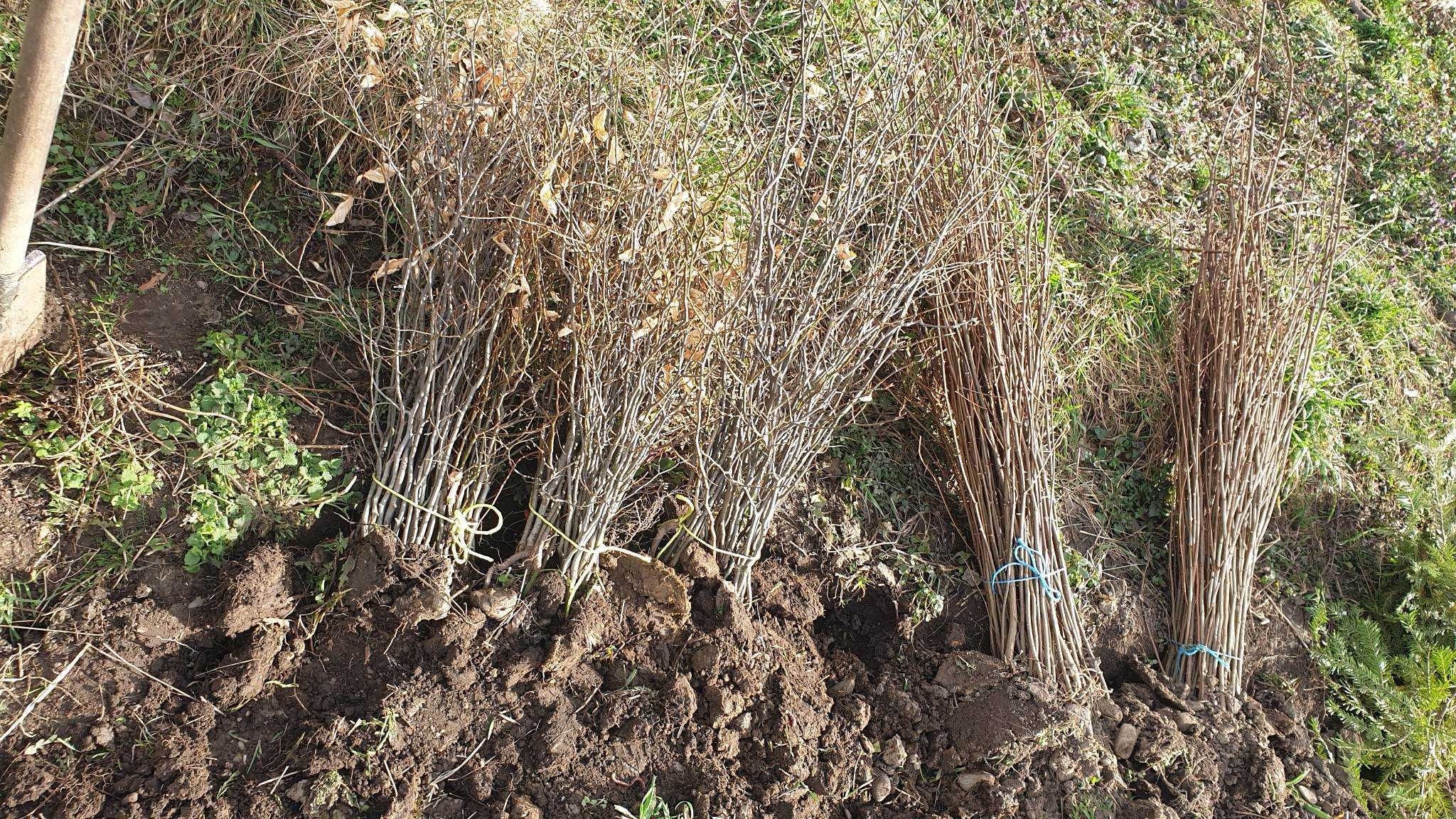 Puieți de plantare cu prindere sută la sută