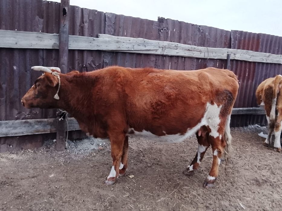 Продажа Сиыр - Карова