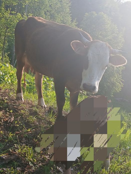 Vacă  de vânzare 4 ani stie in pripon gestantă preț  6000 lei