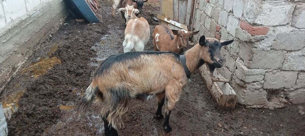 Vind 1 tap anglonubian si 1 tapuc metis cu zanen.si 5 iedite