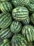 Pepeni verzi cultivați la Săgeata