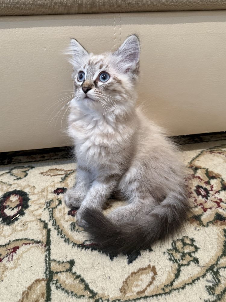 Котенок Люциус с документами!