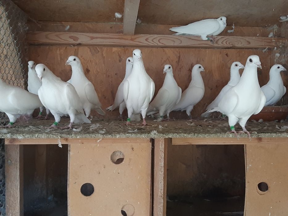 Vand porumbei voiajori