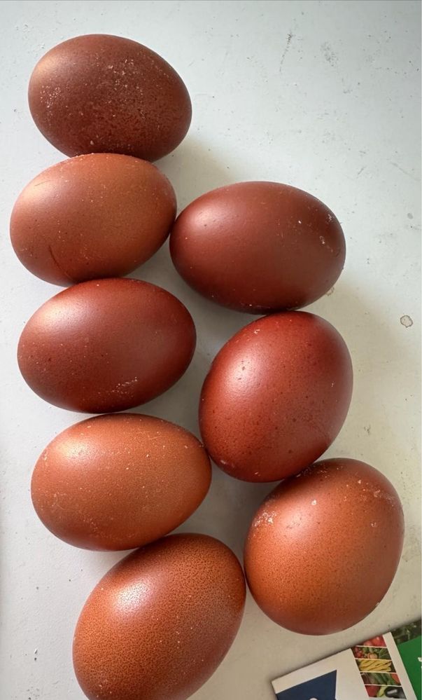 Oua Marans pentru incubat
