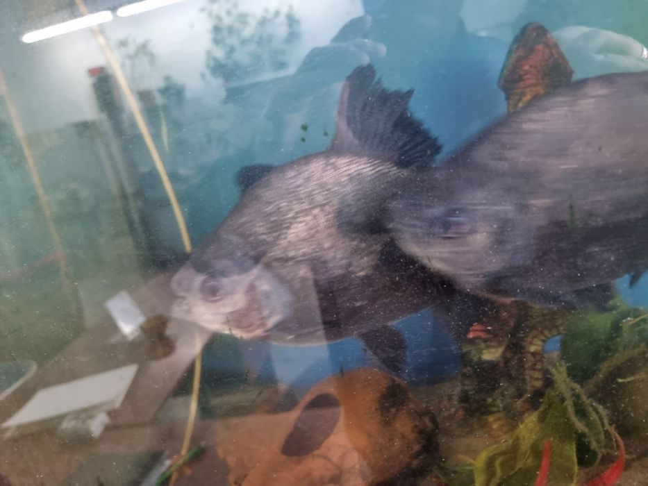 Пираний 20-22 sm