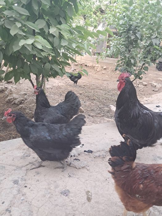 Qor shaxzoda, indoutka, dakanlar