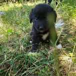 Cățelușă spre adopție