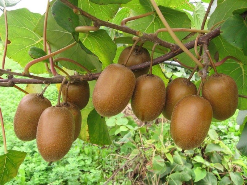 КИВИ Джени (Actinidia deliciosa 'Jenny') Промоция