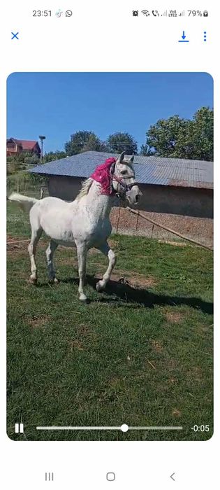 Vând sau schimb harmasar blând