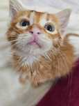 Мъжко коте| Male kitten