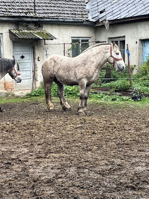 Vând Armăsar în vârstă de 4 ani