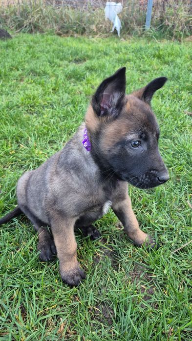 Femela Ciobănesc Belgian Malinois Pedigree