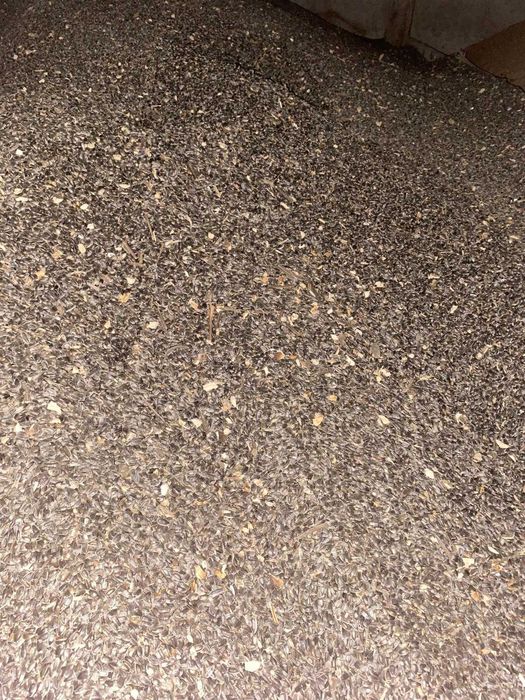 floarea soarelui de vanzare