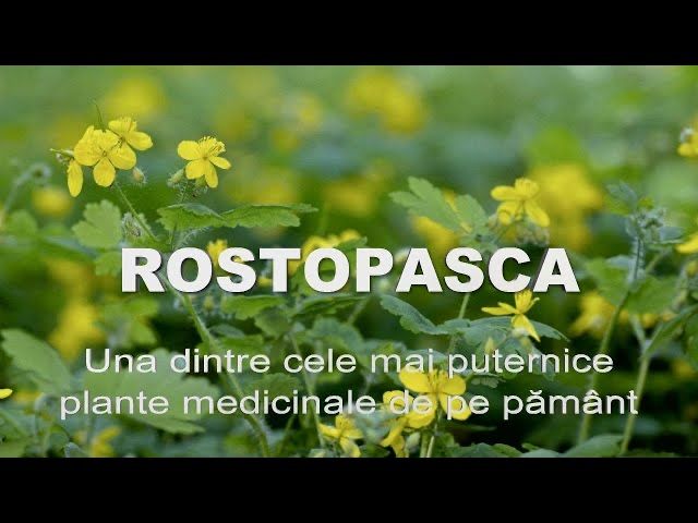 Unguent de rostopasca cu papadie