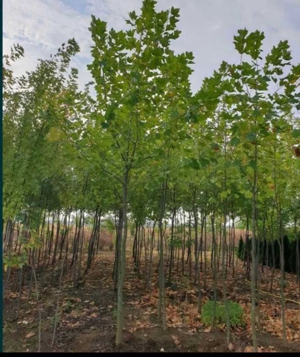 Plante ornamentale ce aduc culoare și prospețime curții