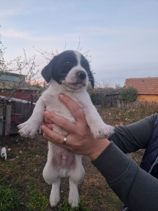 Donez cățeluși frumoși și foarte jucăuși