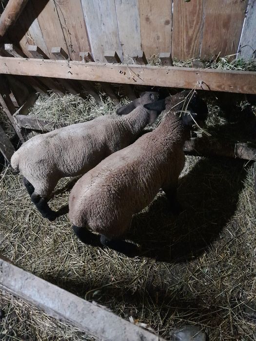 Mieluta și berbecuț suffolk