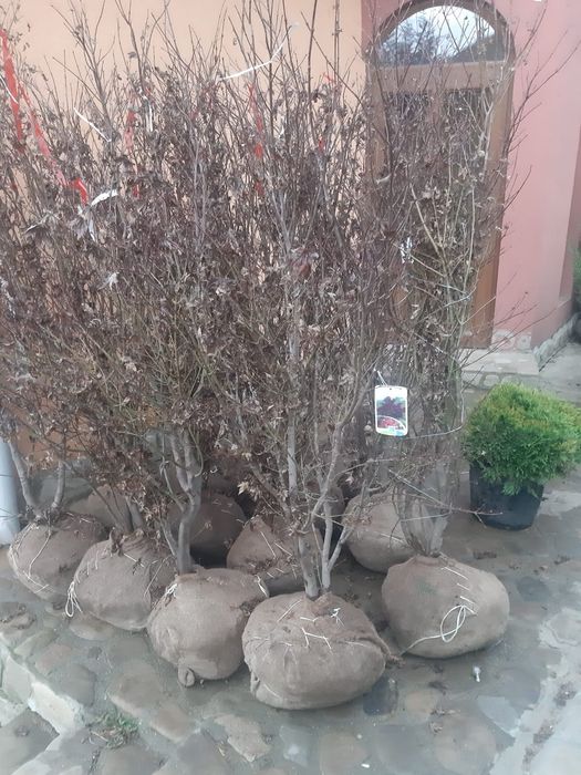 Mesteacăn mutitulpinar cu coaja alba decorativ, tei argintiu, platani