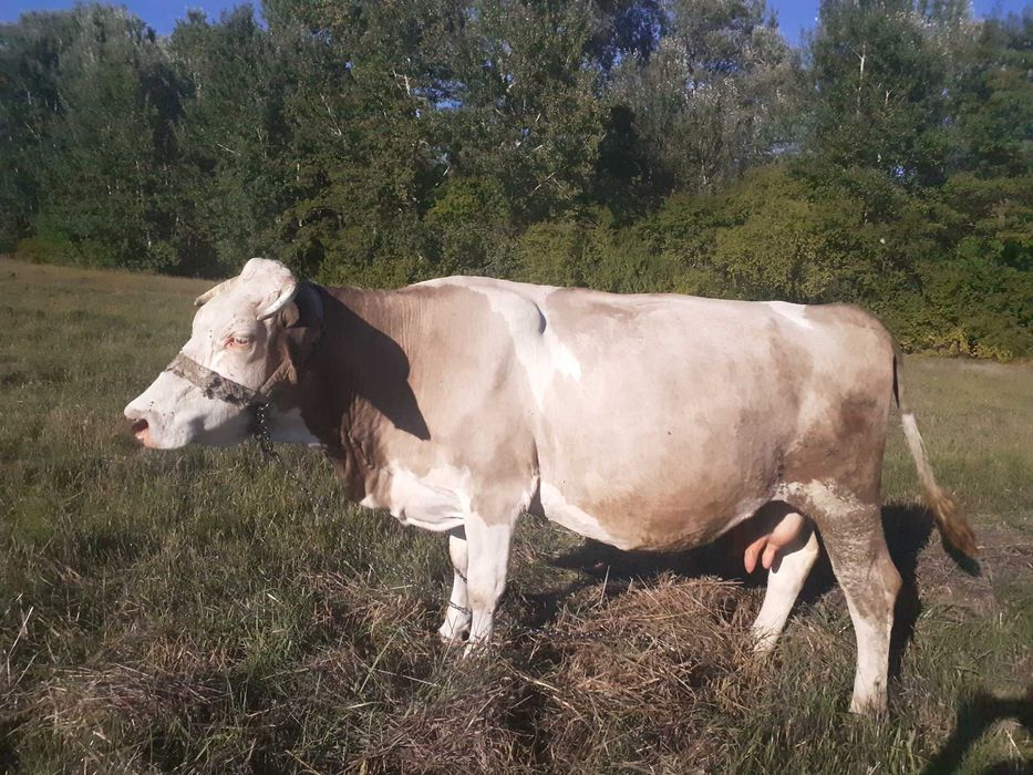 Vaca de lapte, gestanta